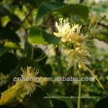 Nature pure linden honey